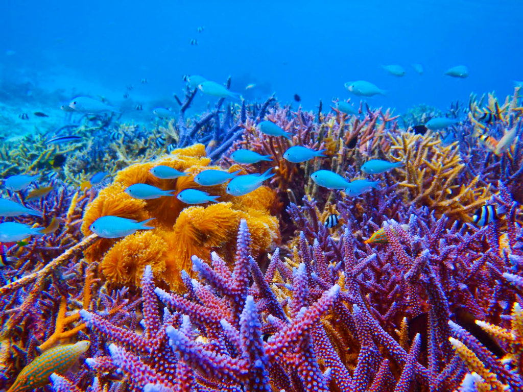 サンゴと熱帯魚