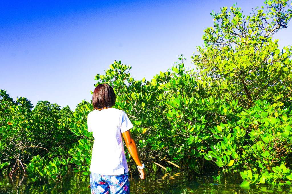 小浜島のマングローブを散策