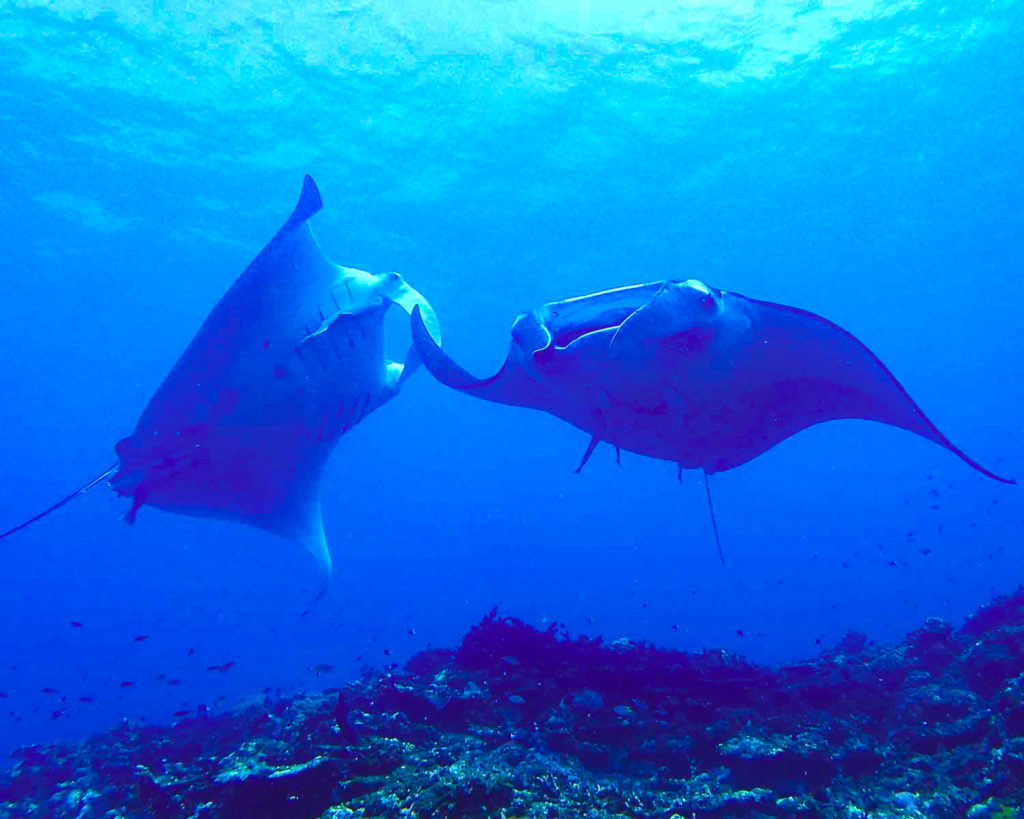 小浜島でとっても人懐っこいマンタに遭遇してみませんか 小浜島ツアーズ