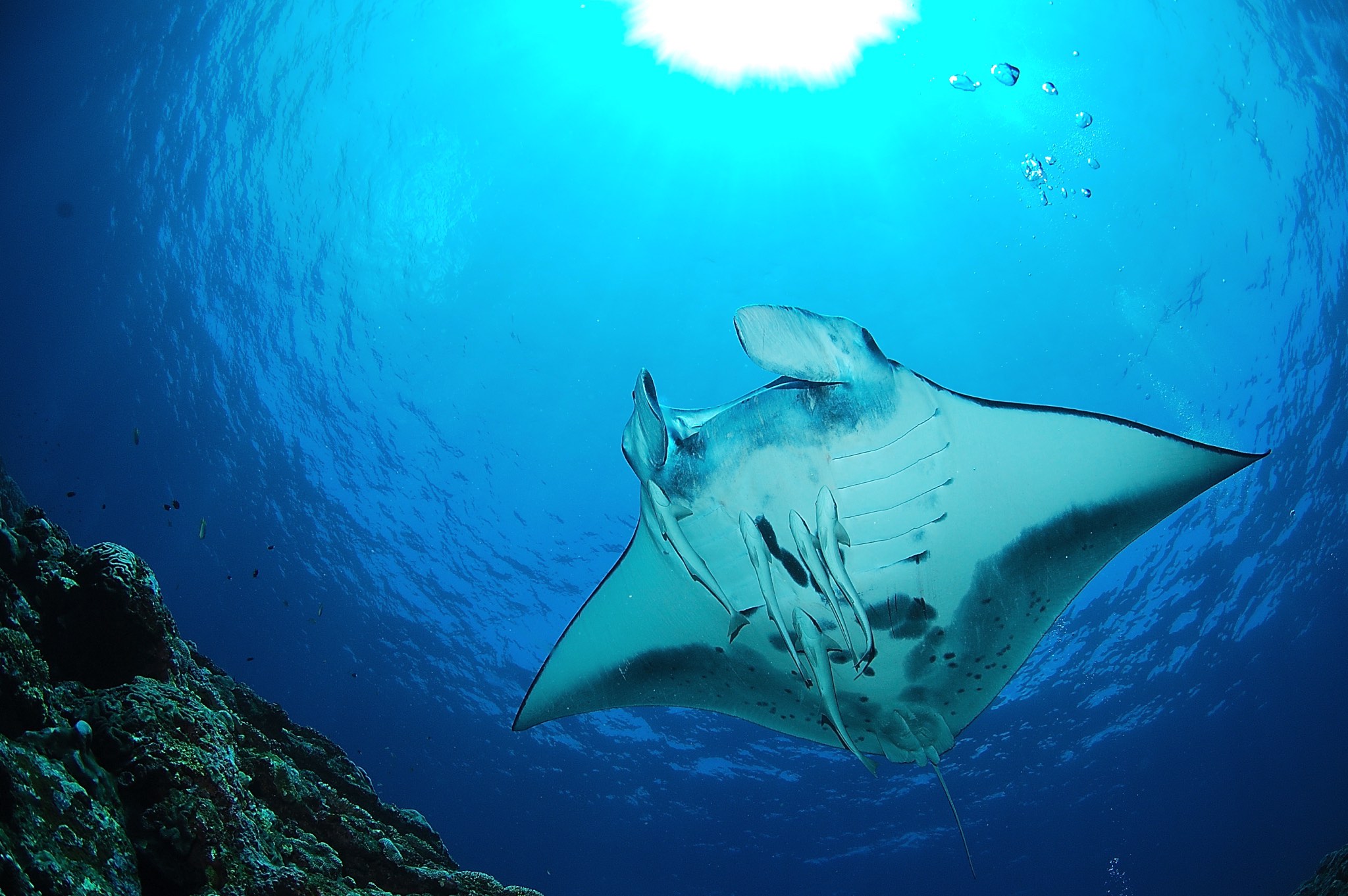 小浜の海で会える魚たちを一気に紹介 コハマブルーに生息する生き物１０選 小浜島ツアーズ