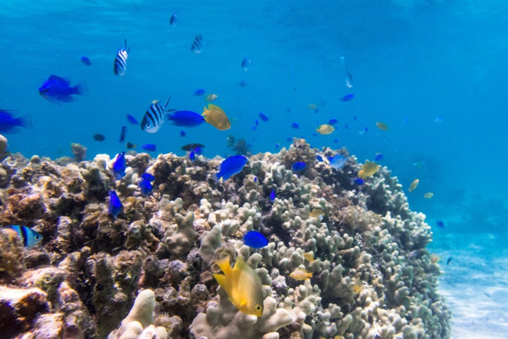 小浜島の美しいサンゴ礁を堪能できるアクティビティをご紹介！ | 小浜島ツアーズ