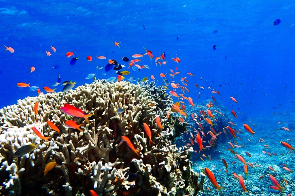 サンゴ礁と美しい魚たち
