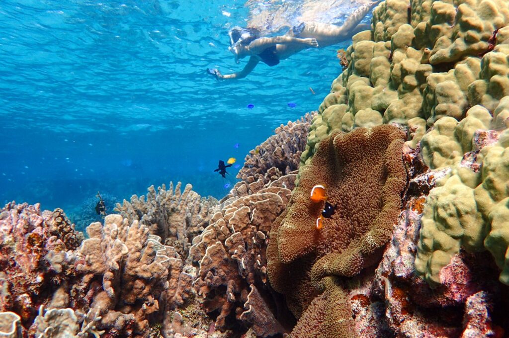 小浜島の美しいサンゴ礁を堪能できるアクティビティをご紹介！ | 小浜島ツアーズ