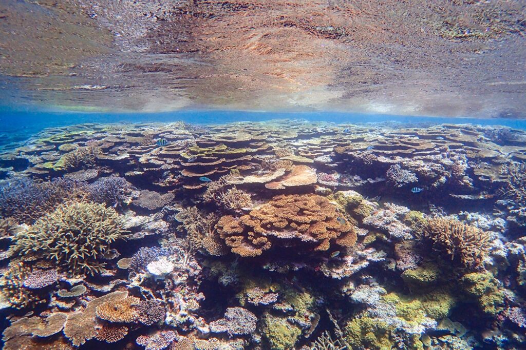 小浜島の美しいサンゴ礁を堪能できるアクティビティをご紹介 小浜島ツアーズ