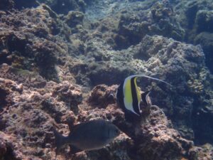 小浜の海で会える魚たちを一気に紹介 コハマブルーに生息する生き物１０選 小浜島ツアーズ