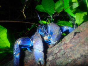 小浜島に来たら絶対会いたい ヤシガニ特集 小浜島ツアーズ