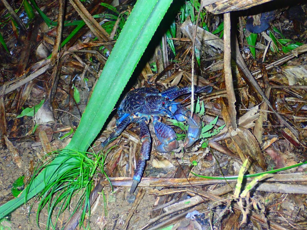 小浜島に来たら絶対会いたい ヤシガニ特集 ヤシガニに出会える人気のツアーもご紹介 小浜島ツアーズ