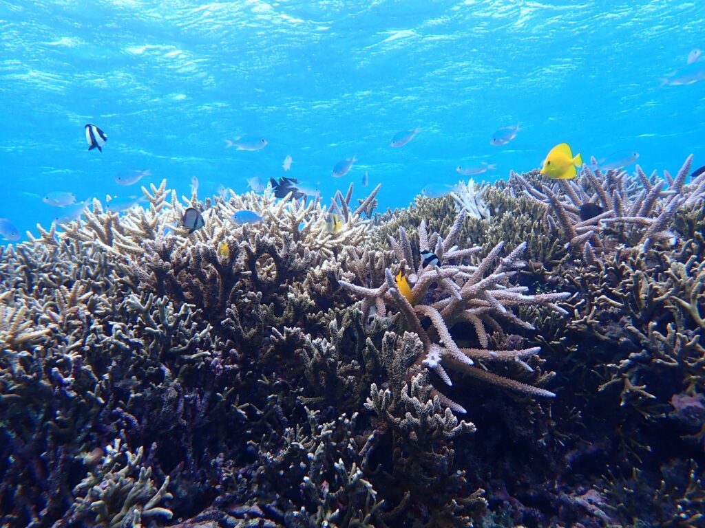 小浜の海で会える魚たちを一気に紹介 コハマブルーに生息する生き物10選 小浜島ツアーズ