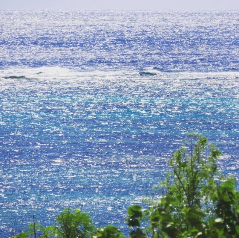【沖縄・小浜島】小浜島マングローブ自然探検ツアー（No.617）