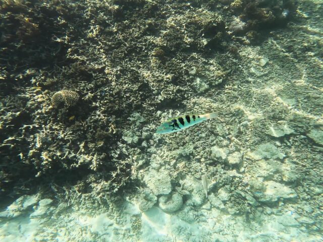 【小浜島/半日】船を貸切ってエメラルドグリーンの海を満喫！半日チャーターコース★《シュノーケル・釣り機材一式レンタル付き》