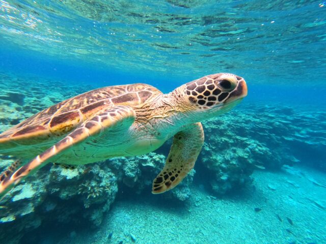 【小浜島/半日】4月～10月限定！ウミガメポイントへ直行♪初心者大歓迎＆手ぶら参加OKシュノーケリングツアー