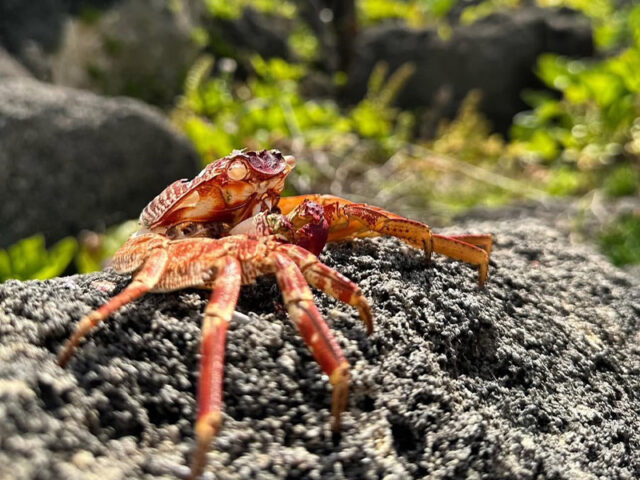小浜島探検隊