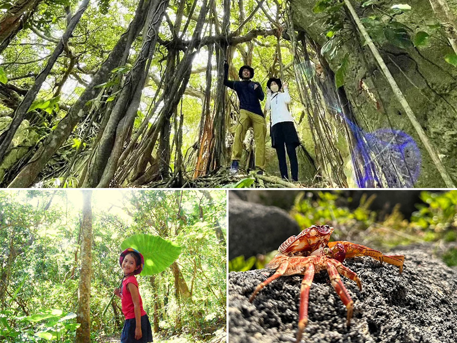 【小浜島/約90分】3歳から参加OK◎小浜島探検隊♪秘境スポットを巡る少人数制ガイドツアー！野生生物が暮らす森へ大冒険☆＜送迎付き＞（No.689）