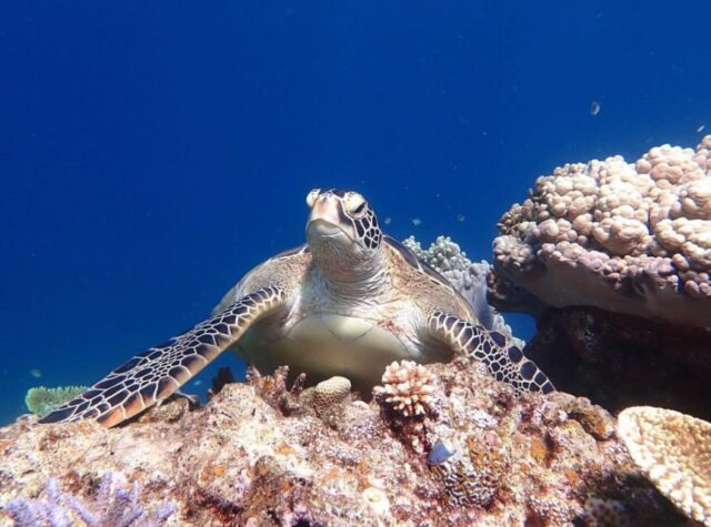 小浜島シュノーケリングの魅力とは