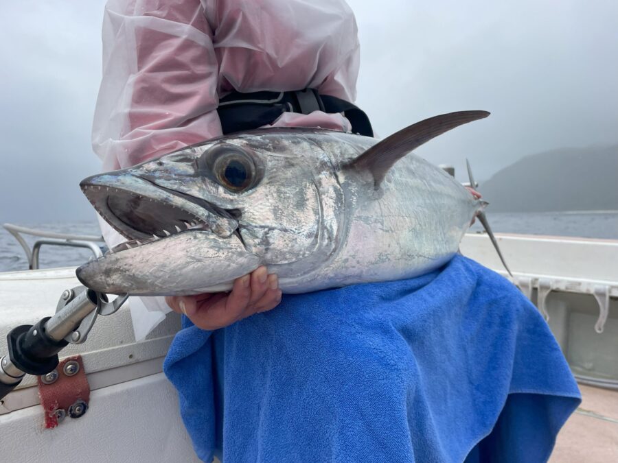 【小浜島/1日貸切】初心者&ファミリー大歓迎！小浜島の美ら海でグルクン＆泳がせ大物釣り★機材込み＆居酒屋で調理OK（No.676）