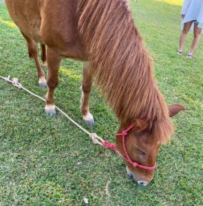 はいむるぶし　馬