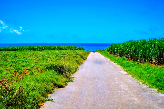 のどかな風景に癒される！小浜島のさとうきび畑と観光スポットを巡ろう♪